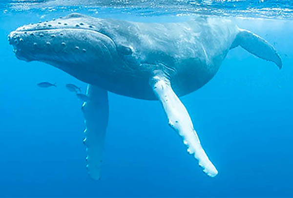 humpback whale pectoral fin turbicles